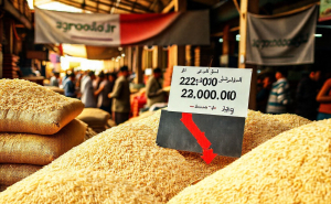 سقوط آزاد قیمت برنج ایرانی؛ کاهش ۳۵ درصدی در بازار