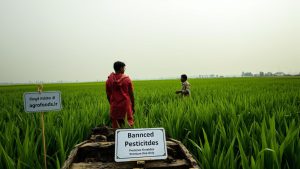 هند  ممنوعیت فوری ۱۱ سم خطرناک برای نجات برنج‌های وارداتی