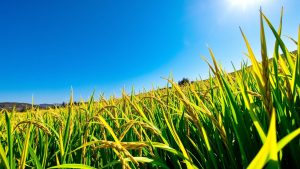 بازگشت آرامش به بازار؟ قیمت برنج ایرانی ارزان شد