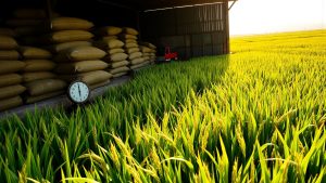 کاهش ۳۵ درصدی قیمت برنج شمال در بنکداری‌ها؛ خبر خوش اتحادیه تهران