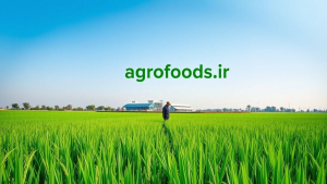 رئیس اتاق اصناف کشاورزی خبر داد  تولید برنج ایران به مرز خودکفایی رسید