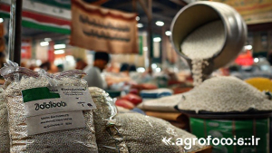 برنج پاکستانی ۳ برابر نرخ مصوب؛ رئیس اتحادیه بنکداران مواد غذایی هشدار داد