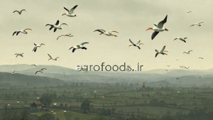 هشدار قرمز در اروپا: آنفولانزای پرندگان صنعت طیور را به لرزه درآورد