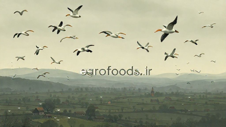 هشدار قرمز در اروپا: آنفولانزای پرندگان صنعت طیور را به لرزه درآورد